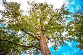 Why Choose Our Tree Removal Services in Richmond, CA?