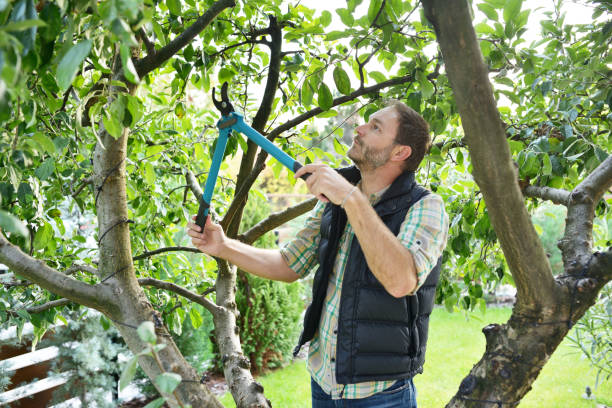 Best Fruit Tree Pruning  in Richmond, CA